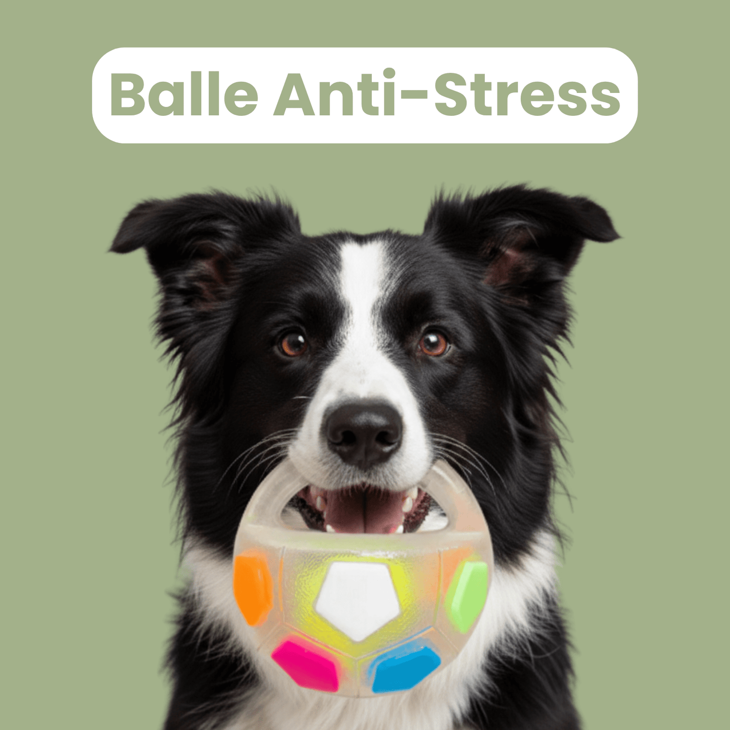 DogPlay - Balle anti - stress - Le TroneCanin
