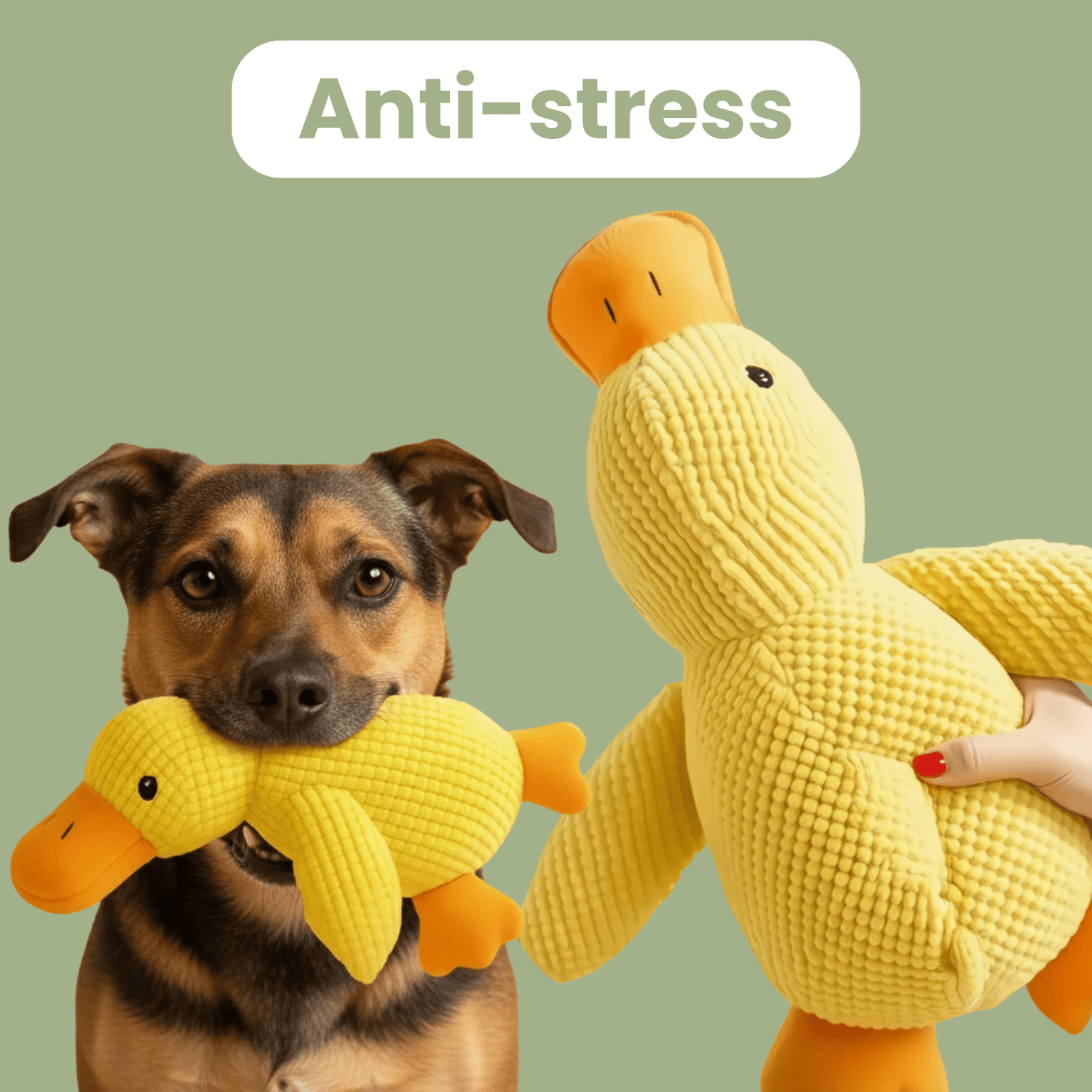 ZenDuck™ - Canard anti - stress - Le TroneCanin