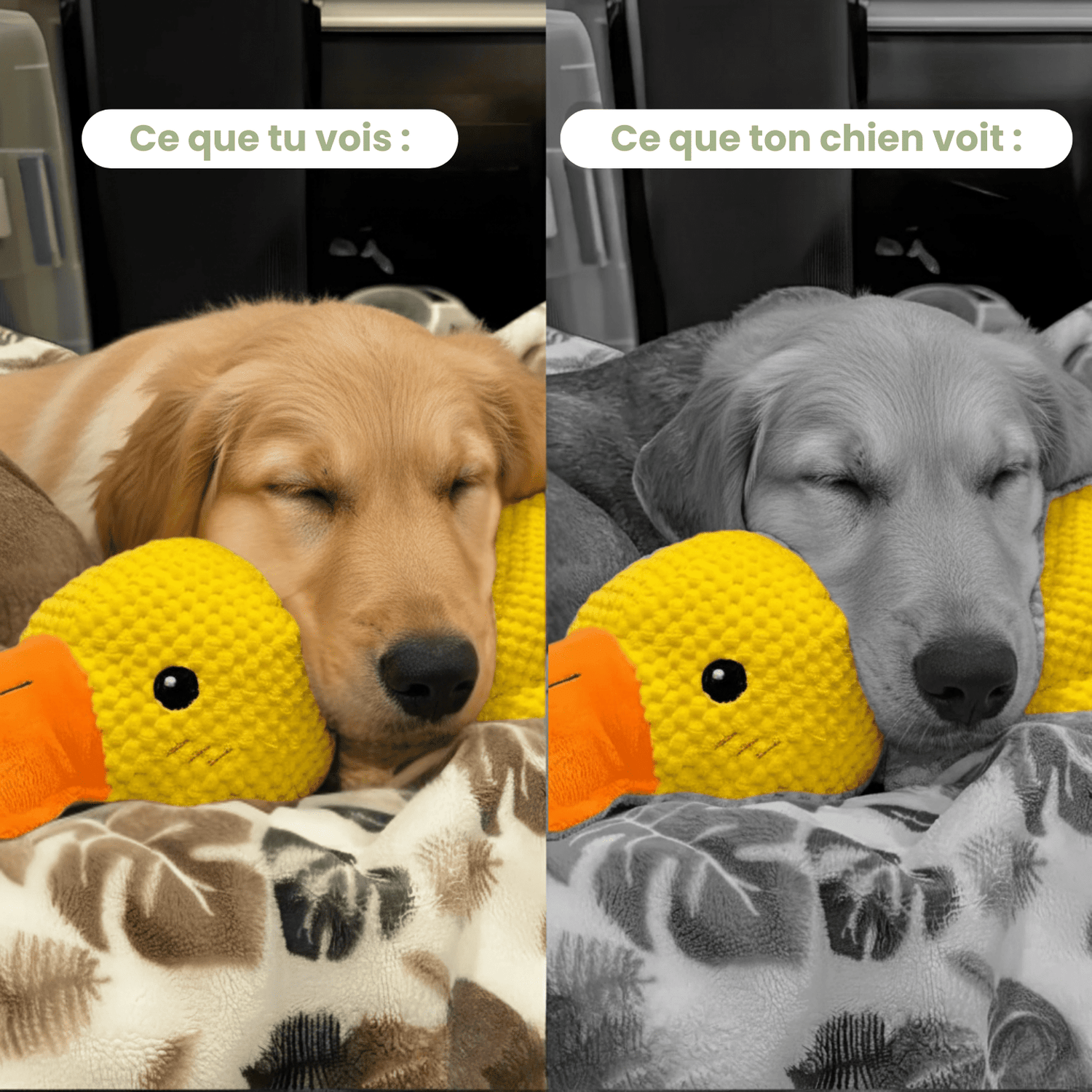 ZenDuck™ - Canard anti - stress - Le TroneCanin